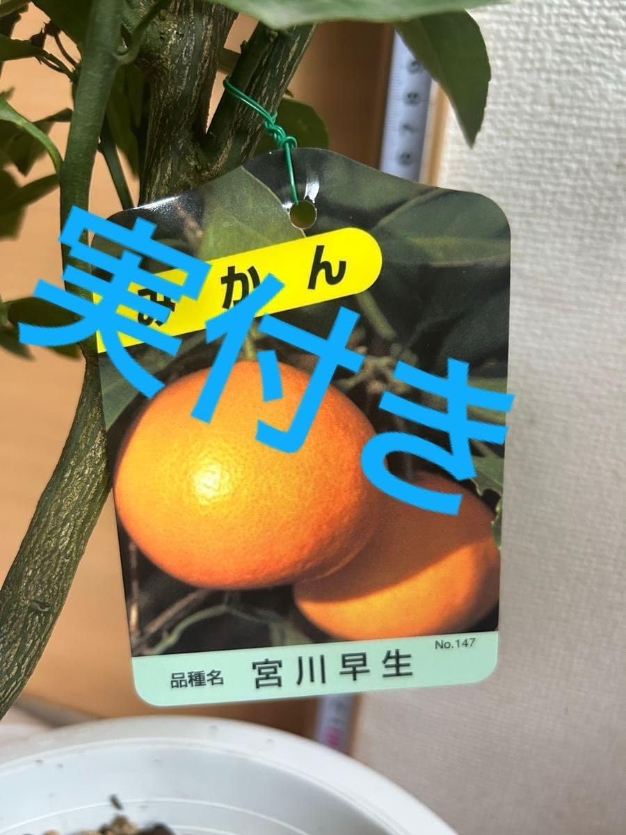 宮川早生蜜柑苗木 果樹 実が沢山付き 鉢ごと発送 実付き＞みかん 宮川早生 みやがわわせ 5号｜柑橘｜果樹04-PA
